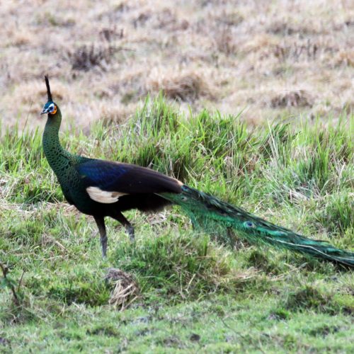 green peafowl