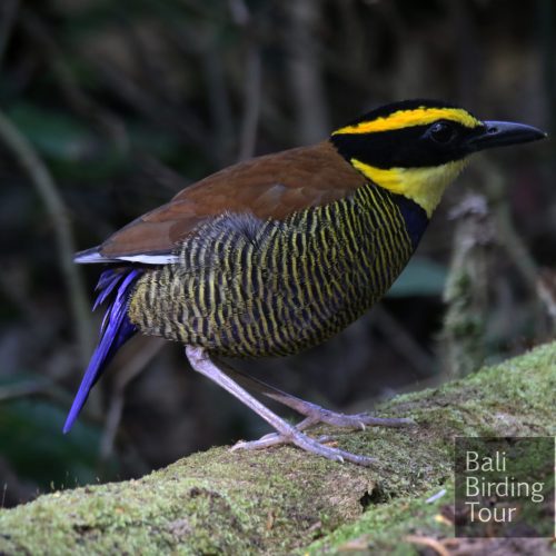 javan banded pitta m