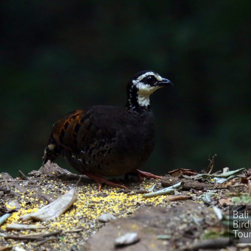 white-faced Patridge